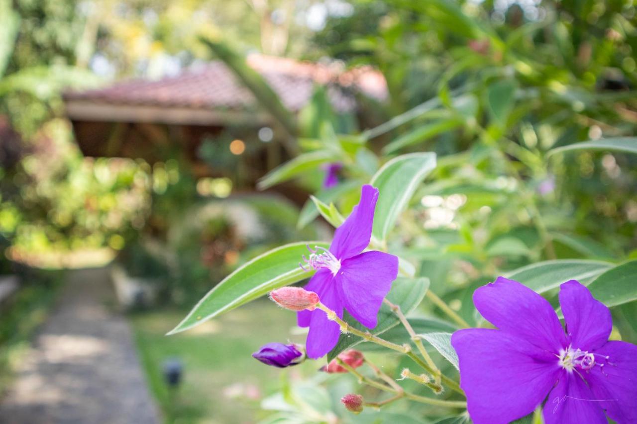 Hotel Casa Merlin Puerto Viejo de Talamanca エクステリア 写真